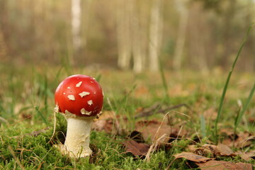 a very little cute red fly agaric mushroom closeup with a soft green background