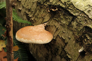 a birch polypore at a fallen birch tree closeup in a forest in autumn