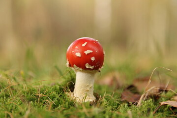 a beautiful little red fly agaric mushroom closeup with a soft bright yellow green background in a forest in autumn