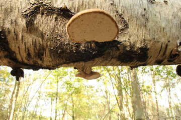 low angle view at a tree trunk with two birch bracket mushrooms in a forest in autumn