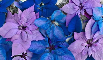 Christmas background. Flowers of blue, pink violet poinsettia, branch christmas tree. Texture. Top...