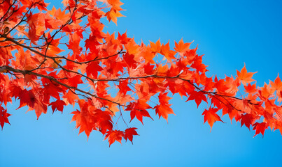 Autumn Season, maple leaf background on autumn or spring season, red and orange maple leaf falling down on the ground in an autumn season, Single maple leaf, Isolated autumn background