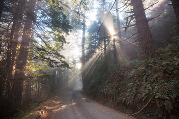 Obraz premium Sunny beams