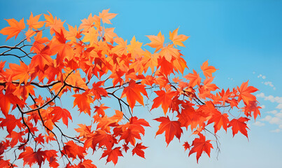 Autumn Season, maple leaf background on autumn or spring season, red and orange maple leaf falling down on the ground in an autumn season, Single maple leaf, Isolated autumn background