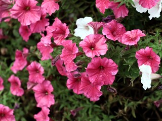 pink,red,and purple flowers of petunia flowers close up