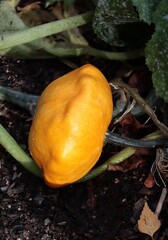 yellow patisons as tasty vegetable gourd family in the garden
