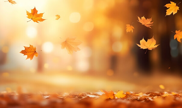 Autumn Season, maple leaf background on autumn or spring season, red and orange maple leaf falling down on the ground in an autumn season, Single maple leaf, Isolated autumn background