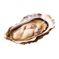 Fresh oyster on transparent background