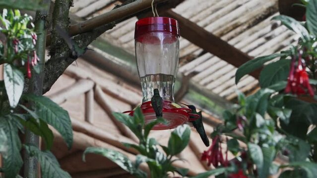 quick and tiny humming birds flying around a feeder in the rainforest near Revash in the andes mountains of Peru.