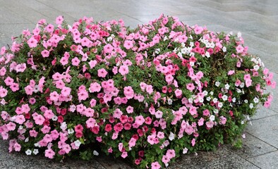 pink,red,and purple flowers of petunia flowers close up