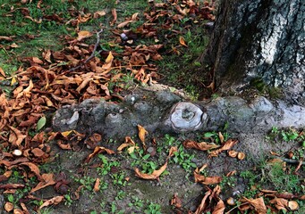 trees,moss,wild plants in forest 