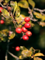 red fruits of Crataegus Laevigata tree at autumn close up