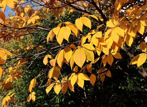 Aesculus parviflora tree with yellow foliage at autumn