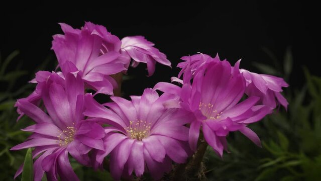 Timelapse of pink succulent plant flower blooming on black background