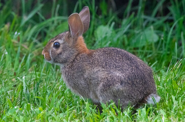 rabbit on grass