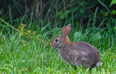 rabbit on the grass