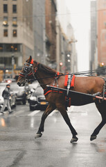 horse and rider on the street new York city 