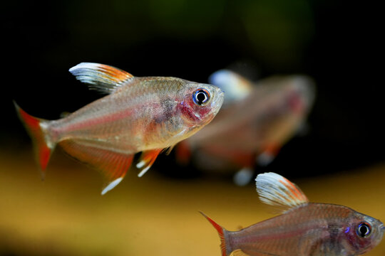 Hyphessobrycon bentosi, Rosy tetra aquarium fish on the natural background isolated underwater