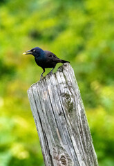 blackbird on a fence