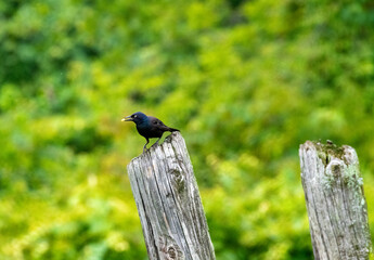 Blackbird perched on wooden post