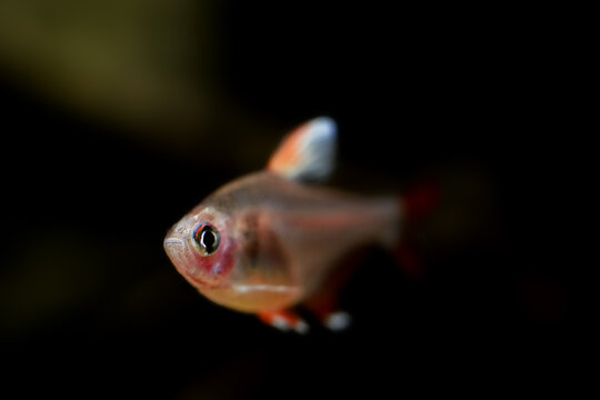 Hyphessobrycon bentosi, Rosy tetra aquarium fish on the natural background isolated underwater