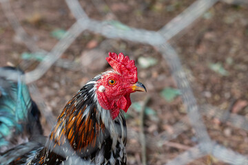 Photograph of rooster behind a fence.