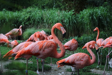 flamingos in the zoo Ostrava