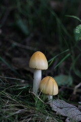 mushrooms in autumn forest in czech