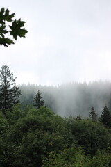misty forest in the morning, foggy view