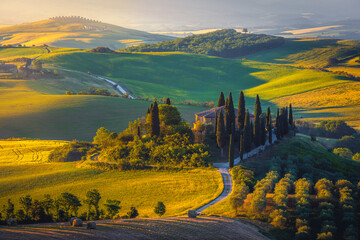 Agricultural scenery with olive plantations on the slope in Tuscany - 666222620