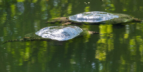 turtles in the pond