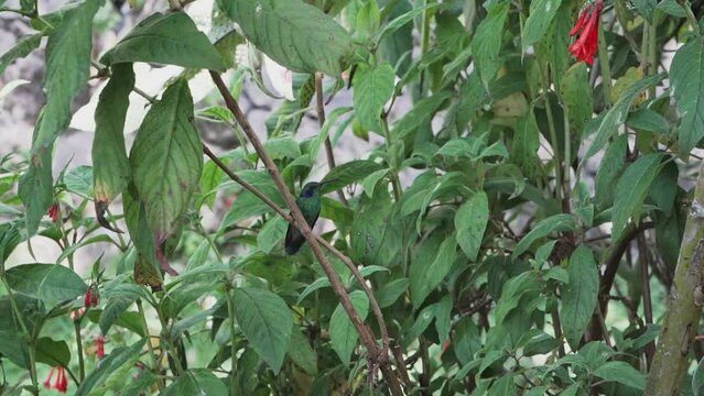 quick and tiny humming birds flying around a feeder in the rainforest near Revash in the andes mountains of Peru.