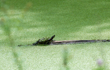 Turtle sitting on log with algae