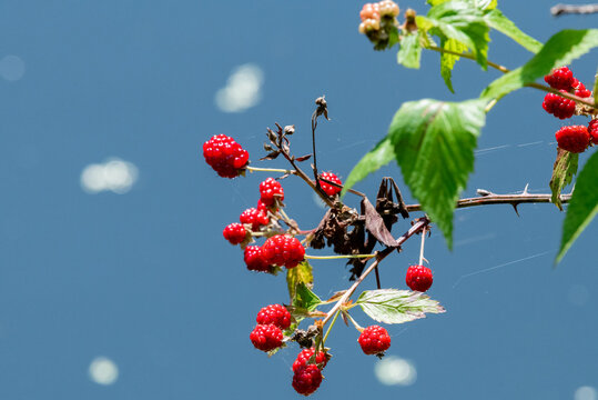 red berries on a branch