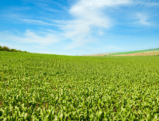 Green field with corn. Blue cloudy sky. Agricultural landscape.