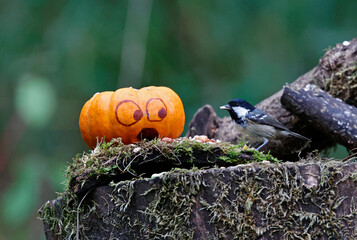 Coal tit and a pumpkin at a feeding site