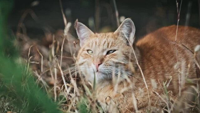 Close-up portrait of a stray ginger cat sitting on the ground in a park, looking around. Fluffy homeless red cat muzzle in the autumn park nature. Animals in nature. Wild red cat face in slow motion