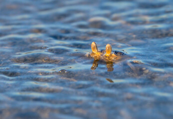 Juvenile Atlantic ghost crab, or sand crab (Ocypode quadrata) extends its eyes above water level near the ocean coast, Galveston, Texas, USA.