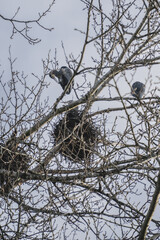 Great Blue Heron bird in Pacific Northwest