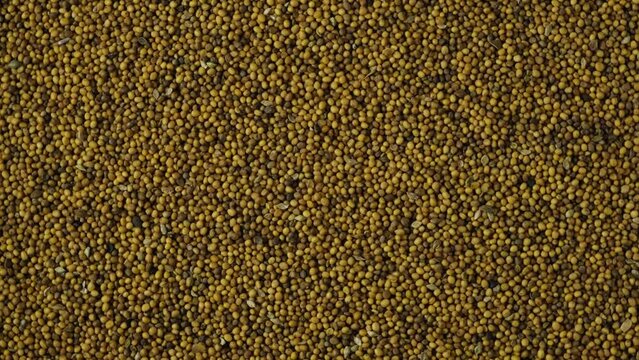 White mustard seeds, close-up. Mustard seeds used in food industry and agriculture for enriching soil with organic matter.