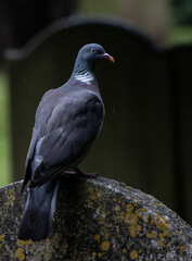 Wood Pigeon
