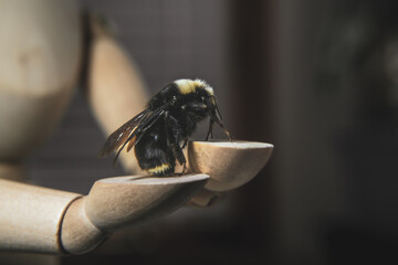 Bumblebee in-studio still life