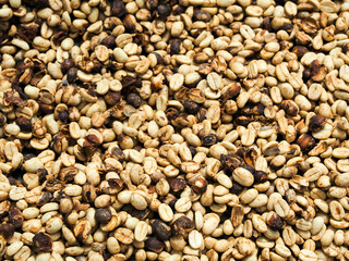 Kona Coffee 2023 Hawaii-32