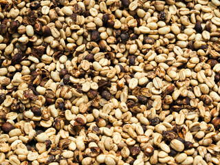 Kona Coffee 2023 Hawaii-31