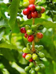 Kona Coffee 2023 Hawaii-22