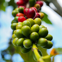 Kona Coffee 2023 Hawaii-17