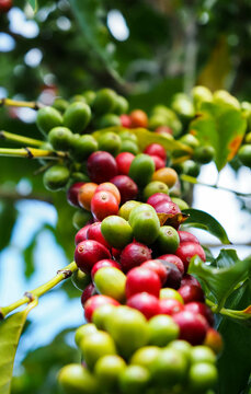 Kona Coffee 2023 Hawaii-12
