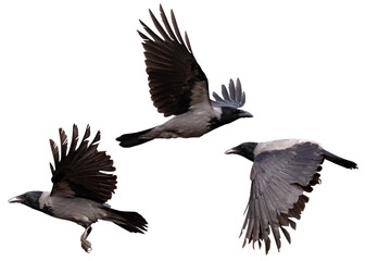 isolated black and grey three crows in flight with large wings