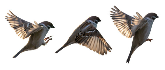 isolated three brown Eurasian tree sparrows in flight - obrazy, fototapety, plakaty