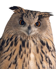 Fototapeta premium isolated brown eagle owl front view